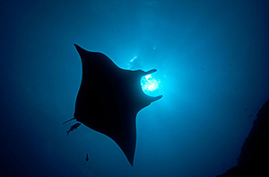 Diving the Socorro Islands with Marty Snyderman