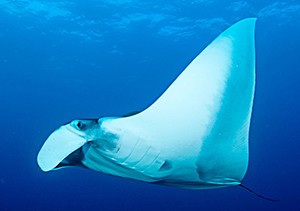 Diving the Socorro Islands with Marty Snyderman