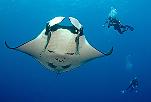 Diving the Socorro Islands with Marty Snyderman