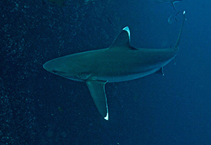 Diving the Socorro Islands with Marty Snyderman