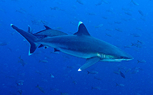 Diving the Socorro Islands with Marty Snyderman