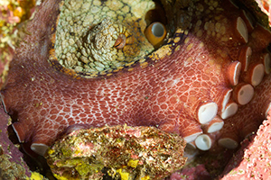 Diving the Socorro Islands with Marty Snyderman