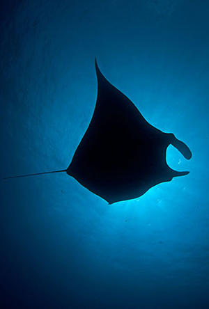 Diving the Socorro Islands with Marty Snyderman