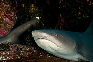 Diving the Socorro Islands with Marty Snyderman