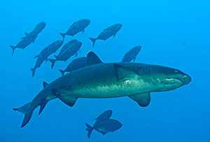 Diving the Socorro Islands with Marty Snyderman