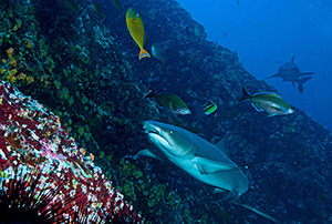 Diving the Socorro Islands with Marty Snyderman