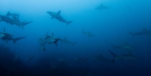 Gregor C Testamonial