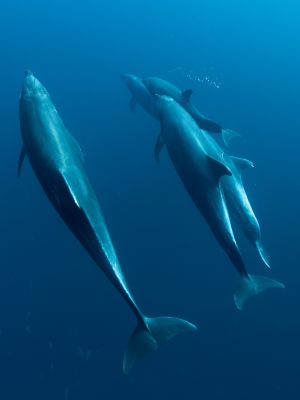 Gregor C Testamonial