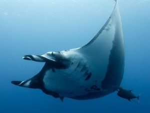 Gregor C Testamonial