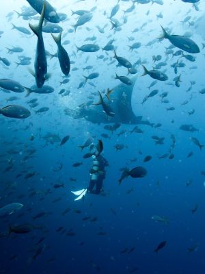 Gregor C Testamonial