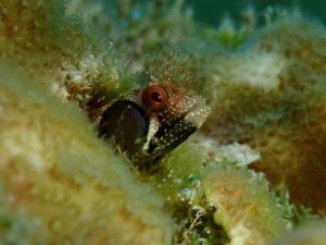 Wendy Simon Testamonial